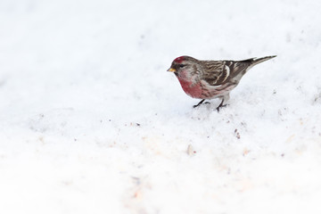 Acanthis flammea, Redpoll.