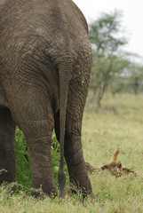 Elephant bottom close-up