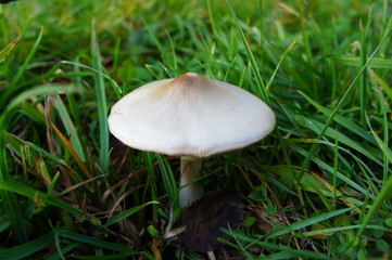 Champignon dans l'herbe