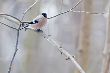 Bullfinch, female (Pyrrhula pyrrhula)