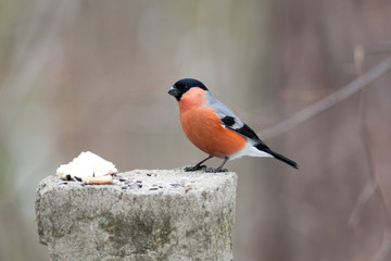 Pyrrhula pyrrhula, Bullfinch, male.