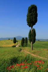 Weg mit Zypresse, Toskana am Vulkan Monte Amiata, Italien © PANORAMO