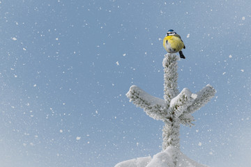 small bird (blue tit) on treetop in wintertime