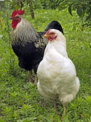Rooster and hen