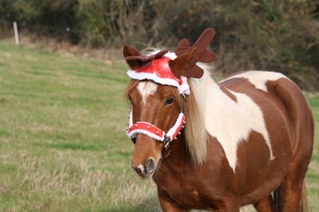 Poney d&eacute;guis&eacute; en renne de no&euml;l
