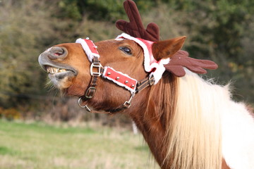 Poney en costume de no&euml;l