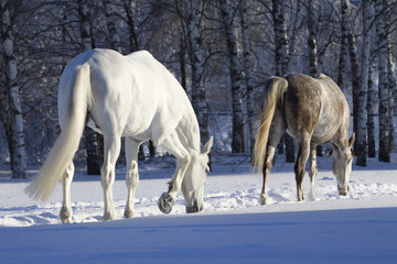 horses in snowy forest