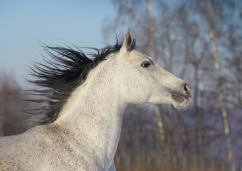 arab horse closeup