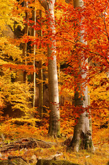 Buchenwald im Herbst - beech forest in fall 28