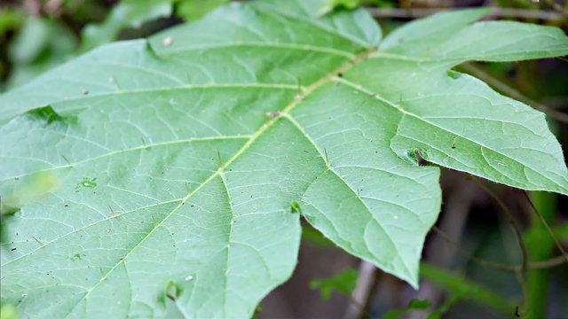 Thorny Leave - Changing Focus