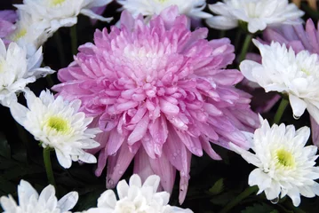Foto auf Leinwand Blumenstrauß, frisch, Chrysanthemen © MIKYIMAGENARTE