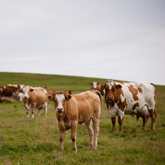 Naklejka na ściany i meble Wypasu krów na pastwiska pięknym zielonym