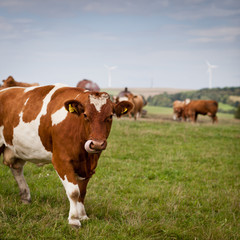 Fototapeta na wymiar Cow grazing on a lovely green pasture
