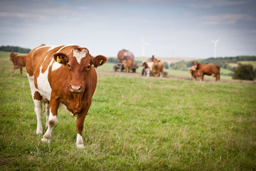 Naklejka na ściany i meble Cow grazing on a lovely green pasture