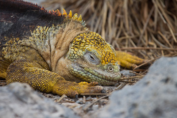 Land Iguana