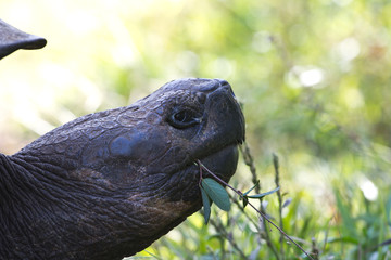 Tortoise Close Up