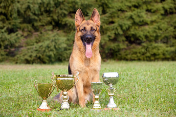 German Sheepdog with cups sitting on the grass