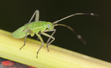 Hemipteron sitting on stem, extreme close-up