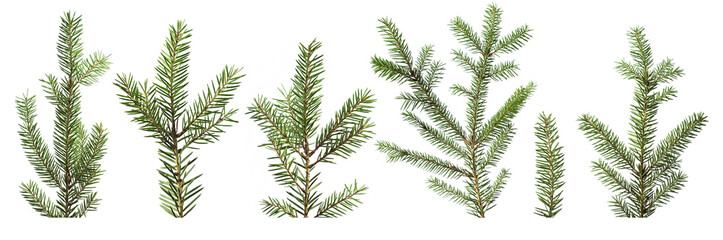 Fir tree branches isolated on white background - obrazy, fototapety, plakaty