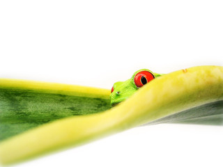 Rotaugenlaubfrosch 109 Agalychnis callidryas