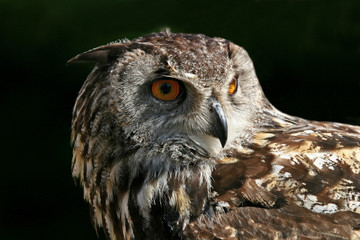 Eagle Owl