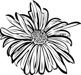 sketch of a flower garden resembling a daisy