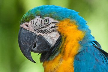 Blue-and-yellow Macaw