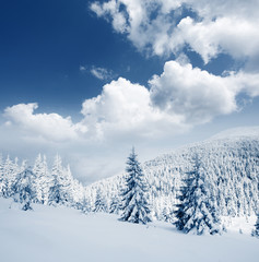 Fototapeta premium Winter