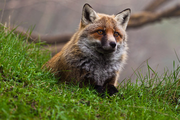 Fox