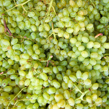 green grapes isolated, natural background