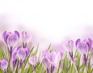 Photo sur Plexiglas Crocus Beautiful crocuses blossoms background