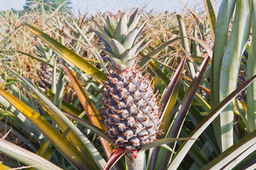 Red pineapple  in close-up