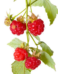 Ripe berry of a raspberry on a branch