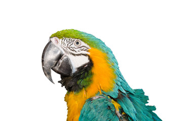 pappagallo colorato