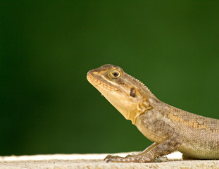 Lizard head and front legs