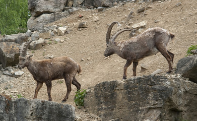 fighting Alpine Ibex