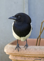 Vertical shot of a magpie