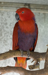 Female Eclectus Parrot sat on a branch