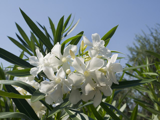 Oleander typical mediterranean bush on Isle of Corfu Greece