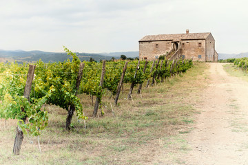 Obraz premium Winnica Toskanii