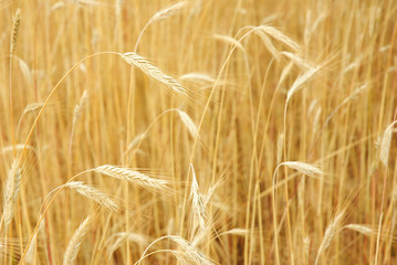 Wheat field