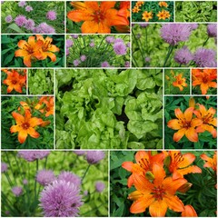 Obraz premium Collage von verschiedenen Blumen- und Gemüsefotos