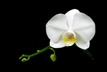 Naklejka na ściany i meble biała orchidea kwiat na czarnym tle
