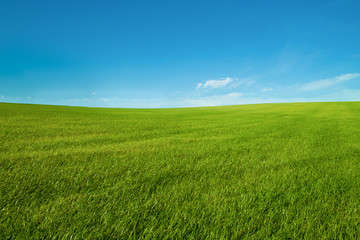 Fototapeta na wymiar blue sky and green grass landscape wallpaper