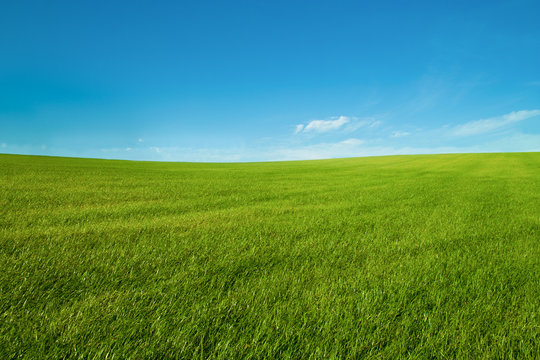blue sky and green grass landscape wallpaper