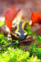 Salamandre