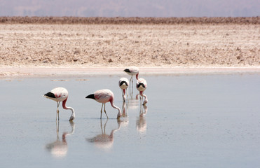 Flamingos