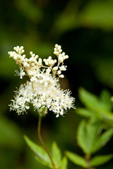 Echtes Mädesüß (Filipendula ulmaria) Blüte im Freien