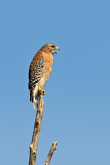 Red-shouldered Hawk (Buteo Lineatus)
