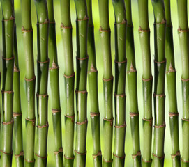 natural Bamboo. background Image